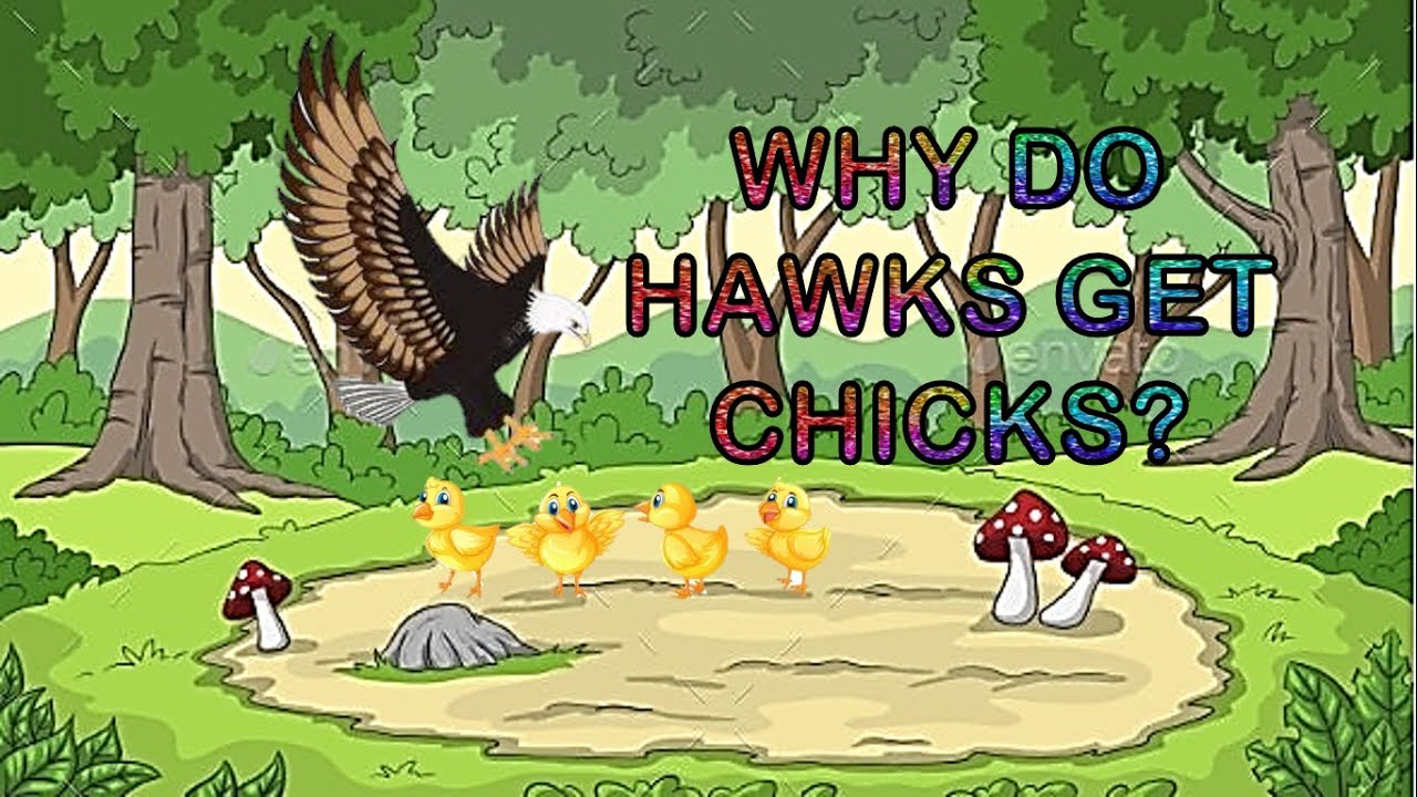 Why Do Hawks Get Chicks?