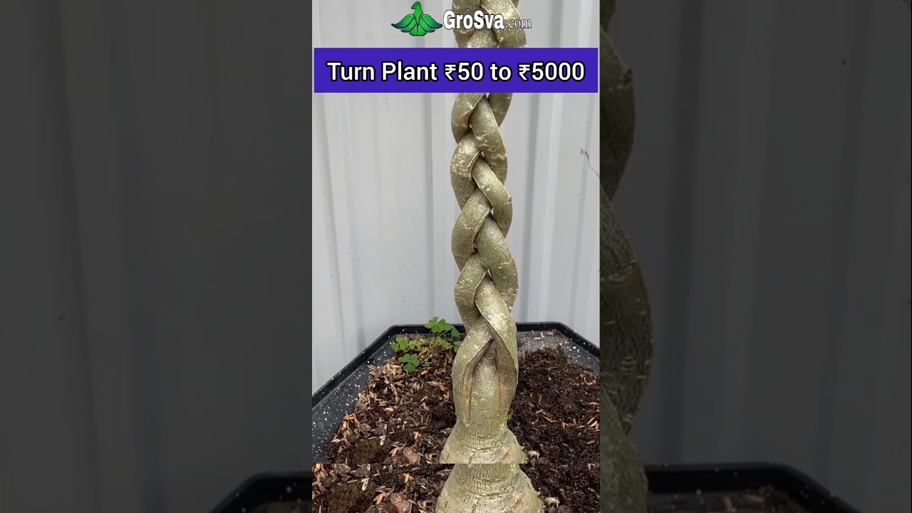 Amazing way to Grow Plant || Bonsai
