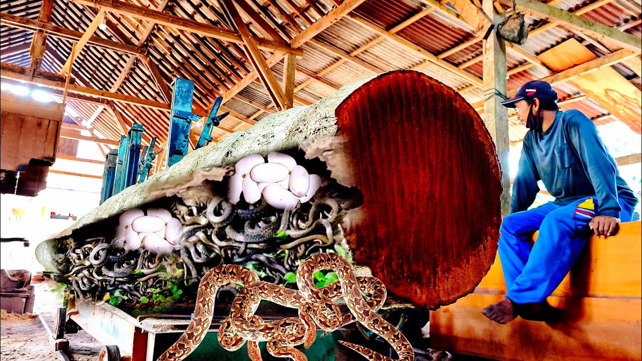 Horrible when this old coconut wood was discovered! How can 100 snakes be found