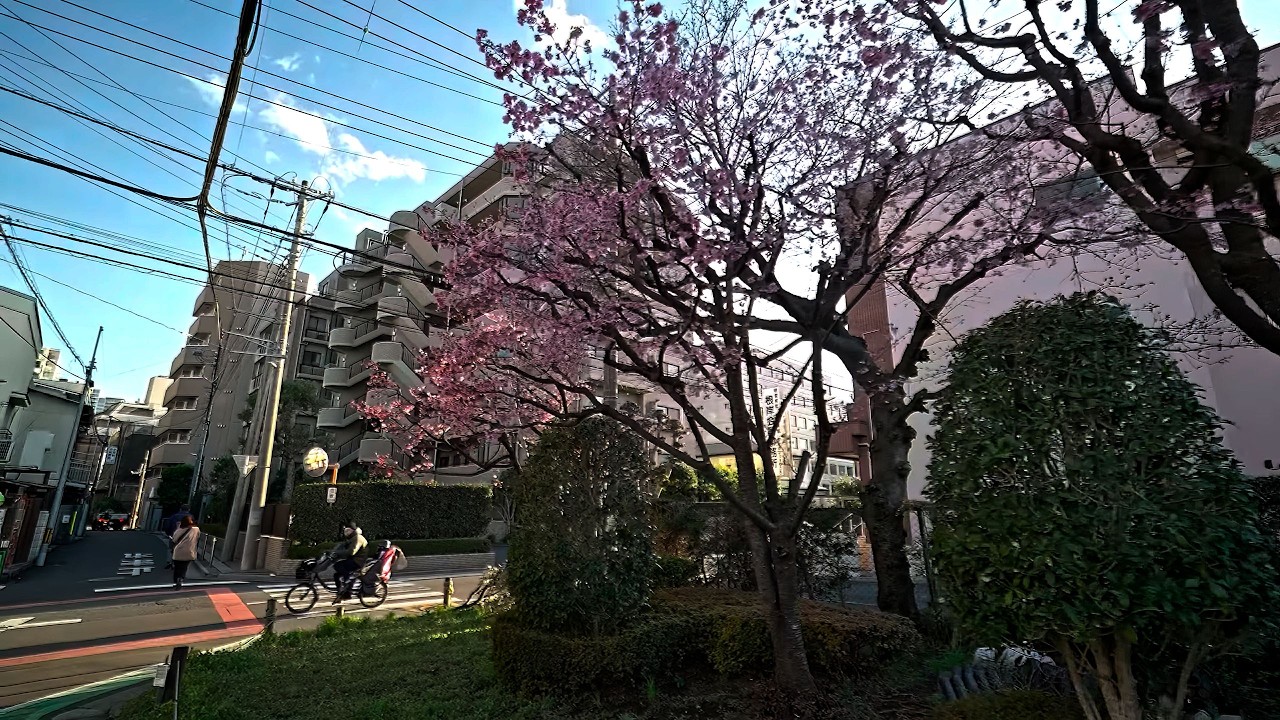 4K・Hunting for Sakura in Saitama
