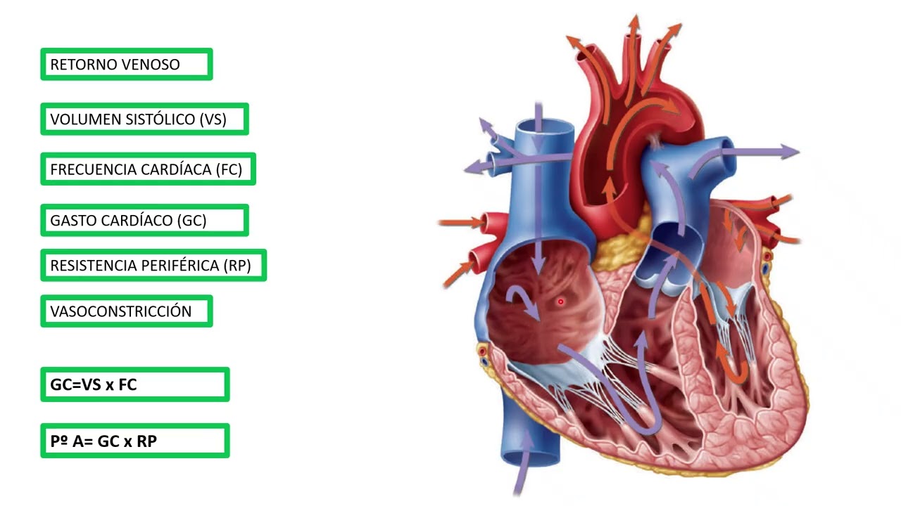 Hipertensión arterial