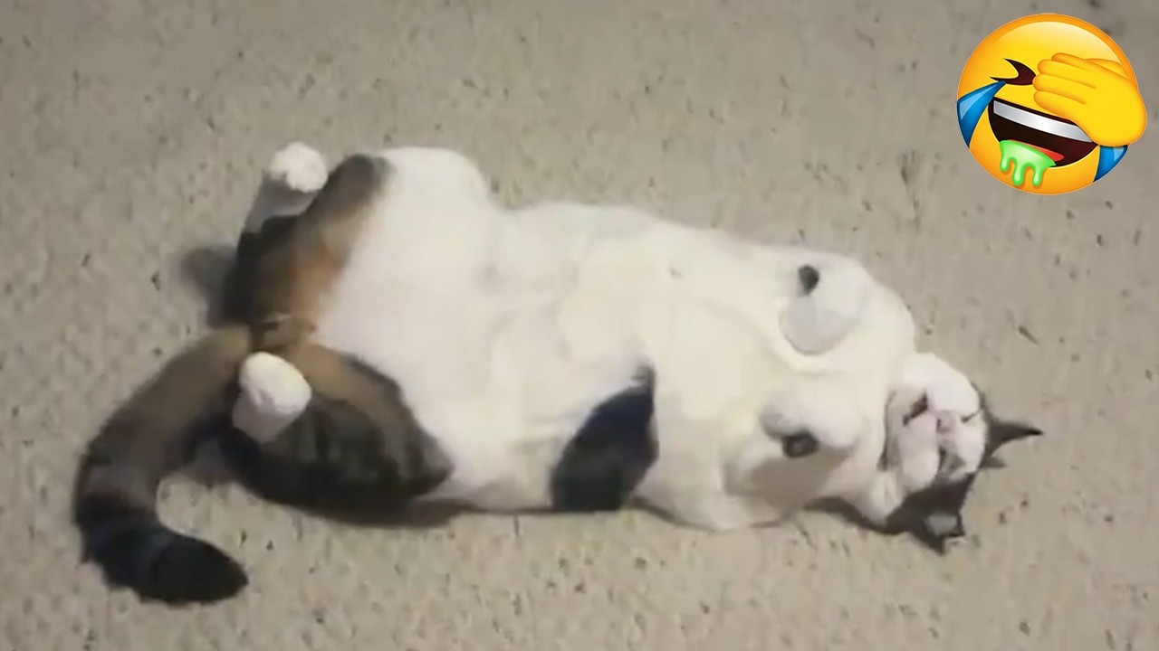 Try Not To Laugh Challenge - Funny and Cute CATS - Daily Supply Of Internet Cats EP25