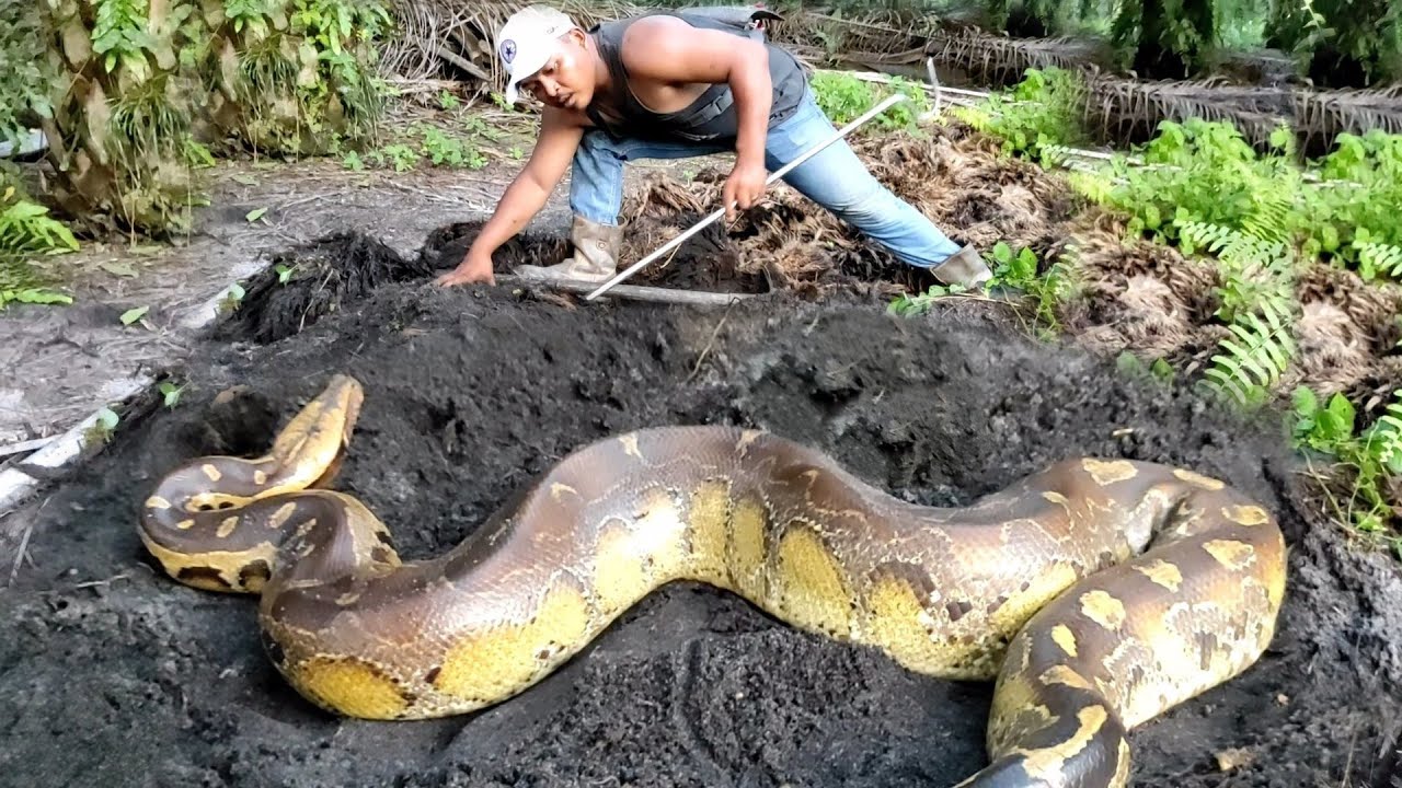 THIS IS REAL FIGURE OF A GIANT PYTHON BUNTET SNAKE DEVELOPMENTDISCOVERINGTHE BLACKLAND Dweller|snake