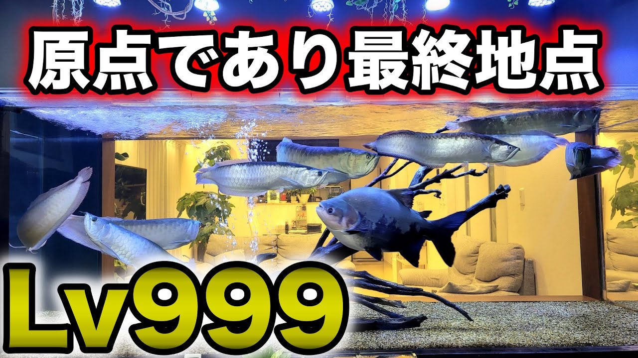 Lv999❗️超圧巻の水槽部屋！マジで基地✈︎『原点であり最終地点』巨大水槽でシルバーアロワナを豪快に飼育！　アクアリウム　マニア宅訪問