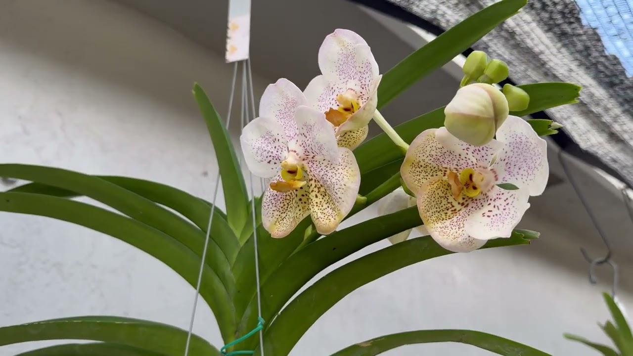A Bloomin Update