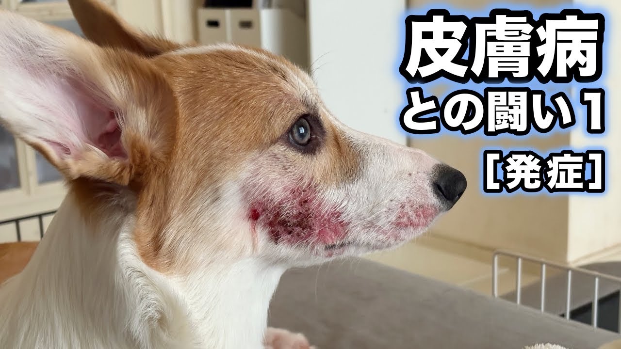 皮膚病になってしまったコーギー｜発症から約50日間の経過