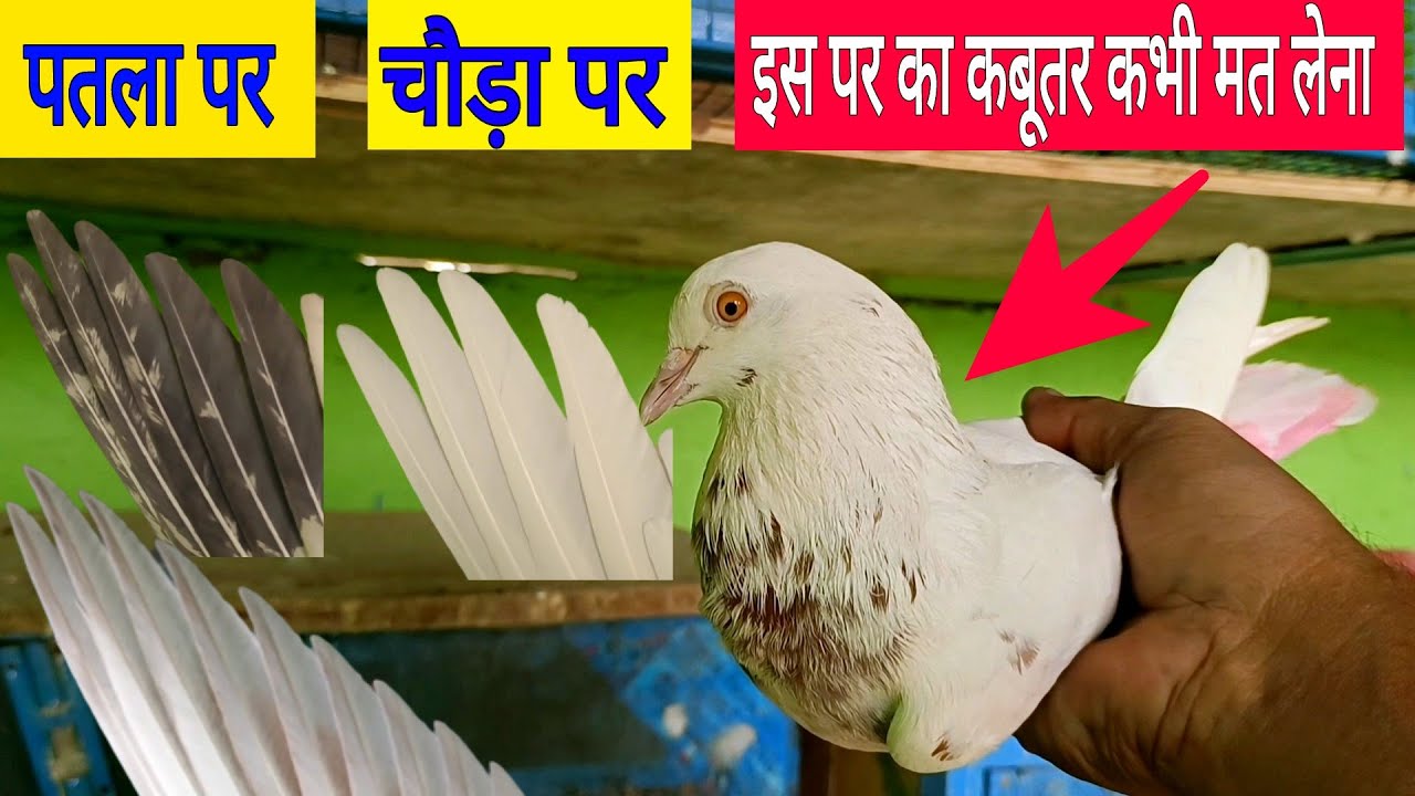 Kabutar ka patla par aur choda par ।। कबूतर का पतला पर और चौड़ा पर ।।