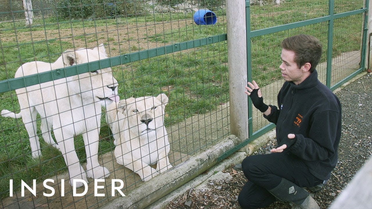 A Day In The Life Of A Keeper At A Big Cat Sanctuary
