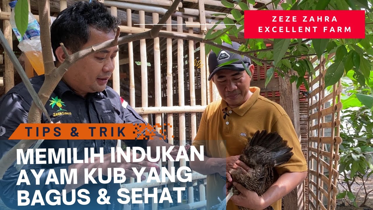 Tips Memilih Indukan Ayam KUB yang Bagus dan Sehat