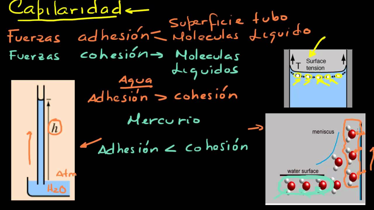Capilaridad. 1