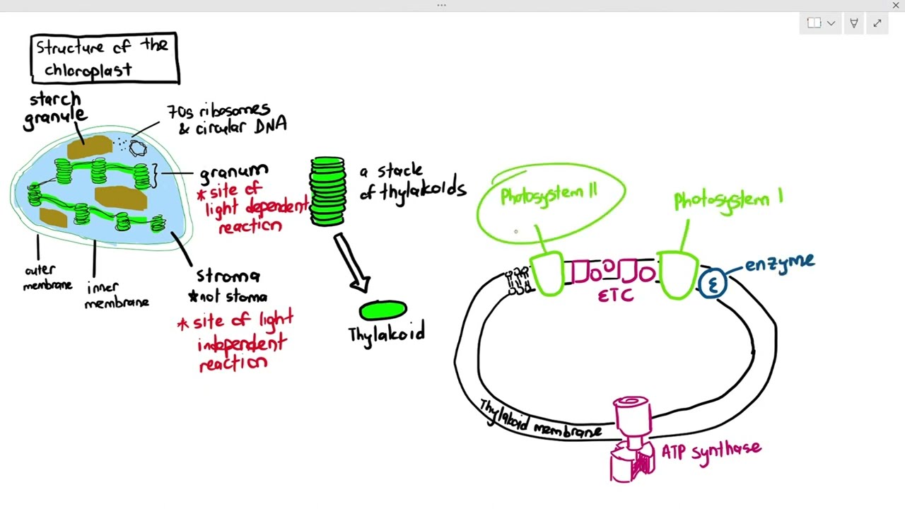13-2 Chloroplast Structure (Cambridge AS A Level Biology, 9700)