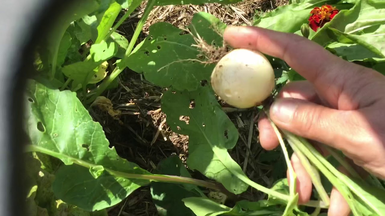 Dur dur au potager en 2019 !