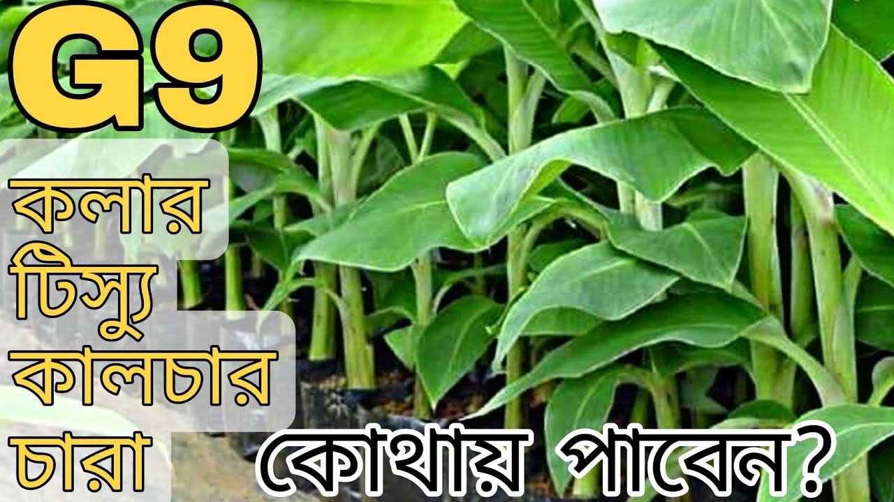Tissue Culture Banana Seedlings | কলার টিস্যু কালচার চারা সংগ্রহ | G9 জাত।