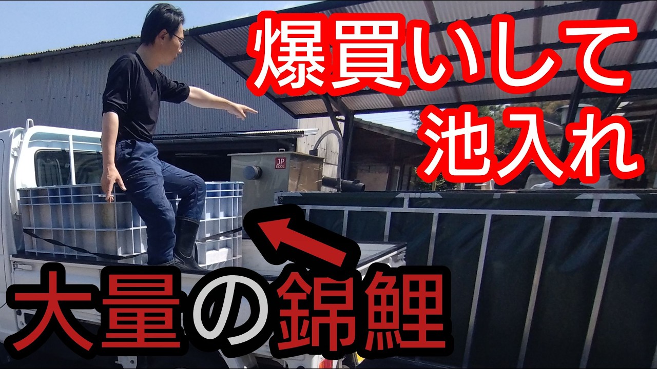 大量の錦鯉【爆買いして】池入れ！　#錦鯉 　#アクアリウム　# koi