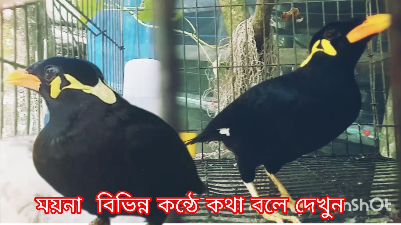 ময়নাপাখি মধুর কন্ঠে কিভাবে মানুষের ভাষায় কথা বলে দেখুন