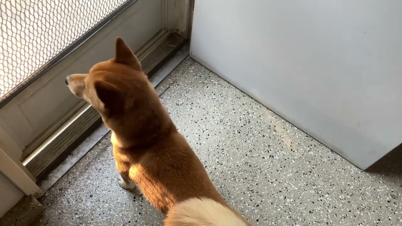 Little Blue is back!       #shibadog #shibainulovers #dog #peepeepoopoo