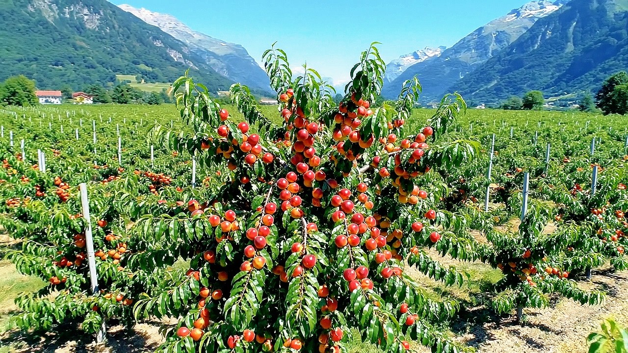 Visit the Largest Nectarine Orchard in the World in Rural Switzerland | Countryside Life