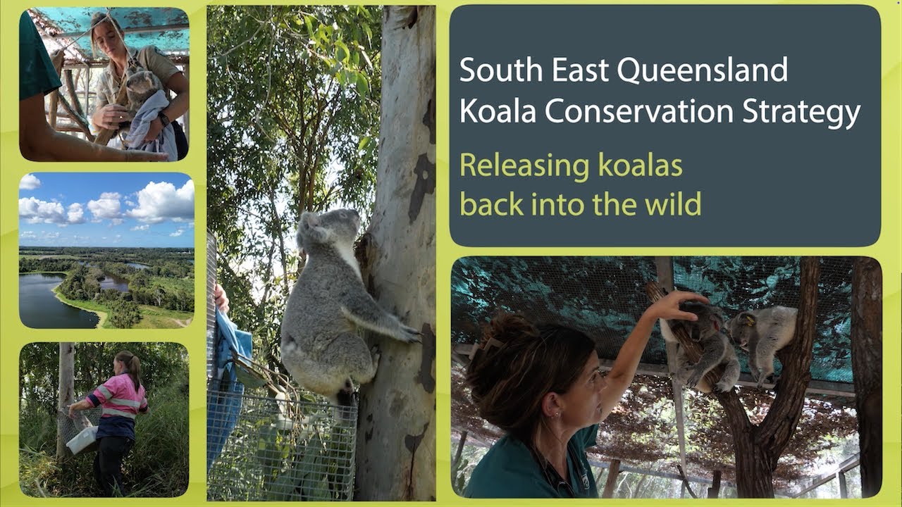 Releasing koalas back into the wild