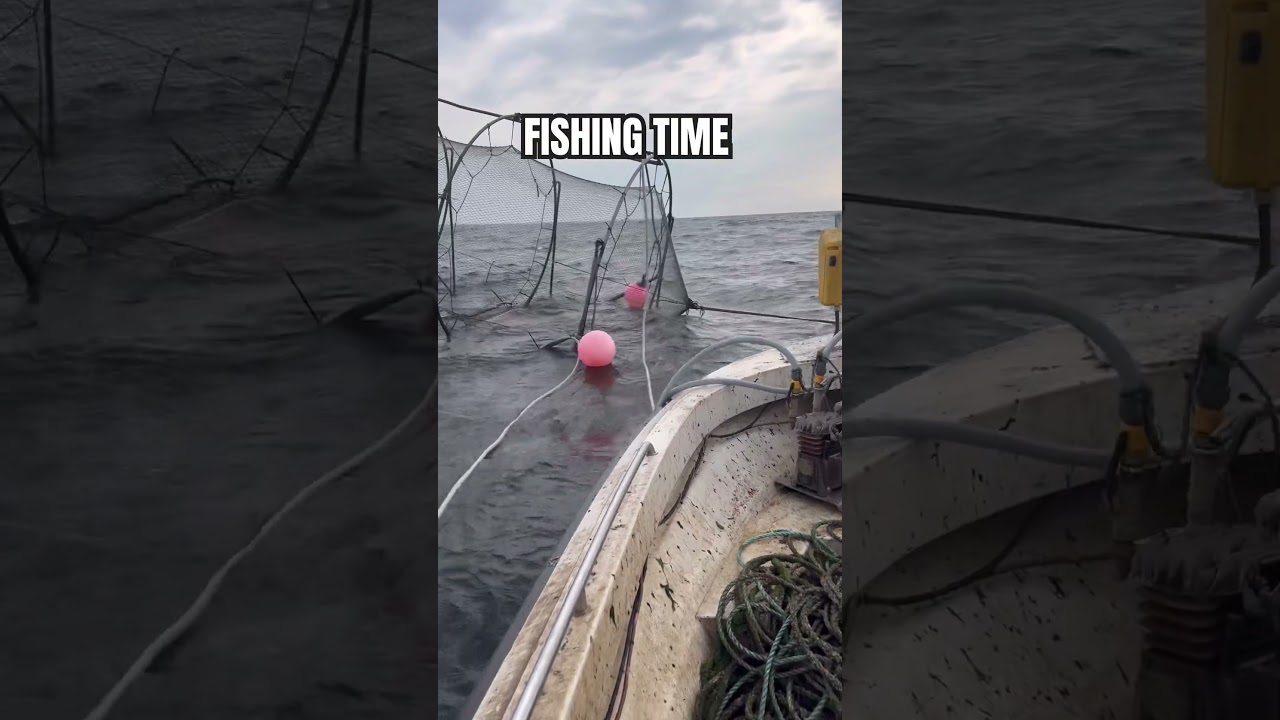 Fishing in Finland #fishing  #fish  #kalastus  #kala  #fiske  #isda  #seafood