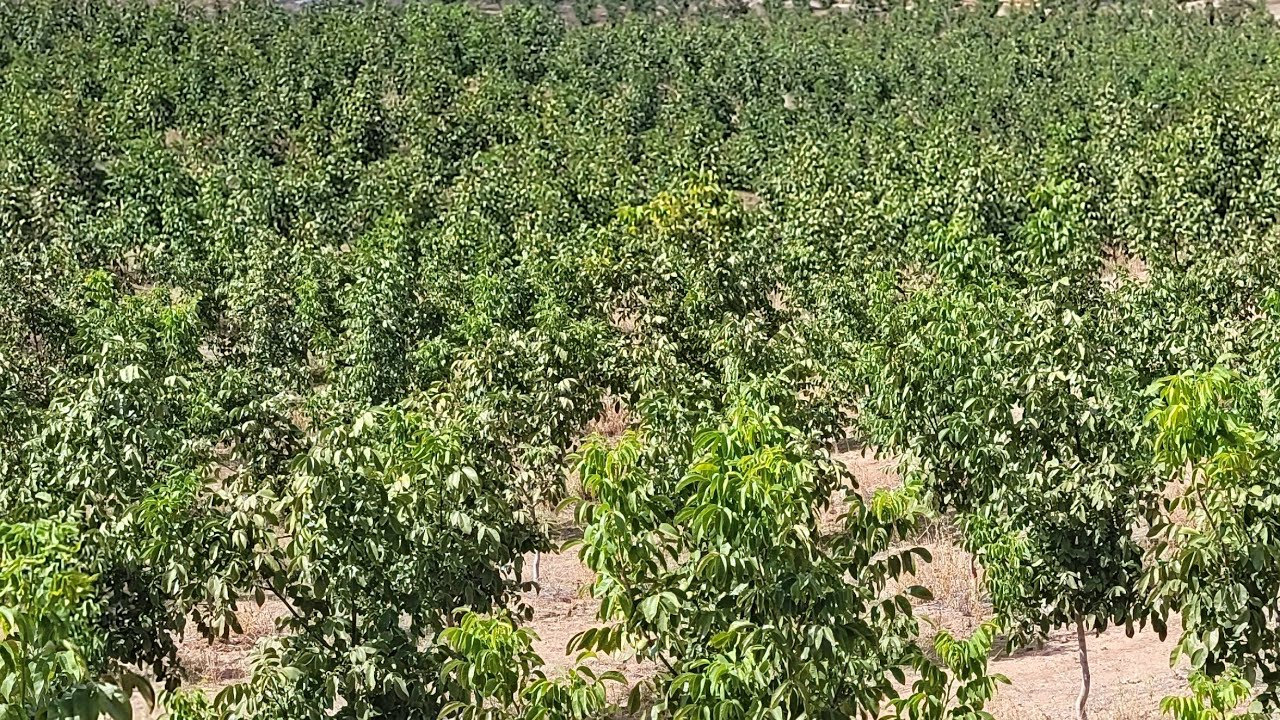 292- 4 Yaş Chandler Cevizde Gelişim. 2024 Sezon Değerlendirmesi. Kırıkkale, Balışeyh, Kenanobası