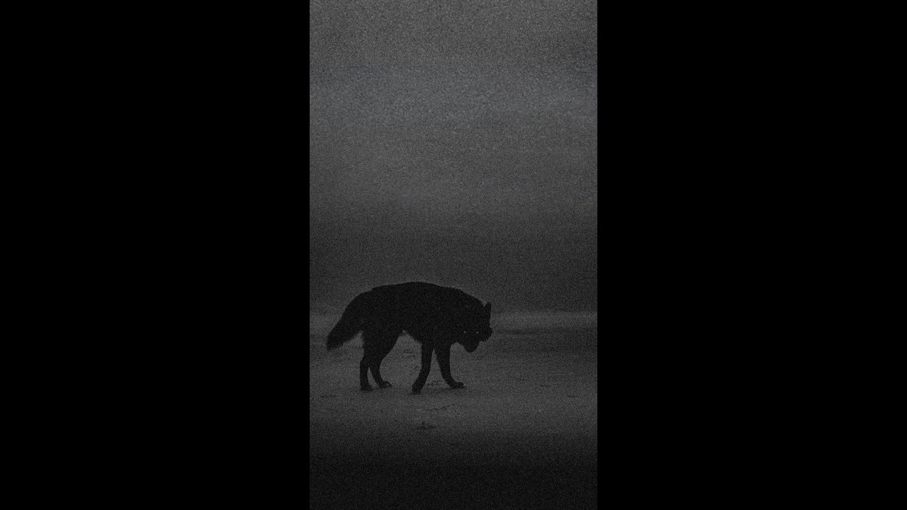 Rozza - LoneWolf (Official Lyric Video)