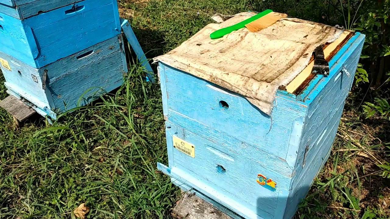 süzmə bal 🍯 üçün çərçivələri ( ramkaları ) çıxartdıq