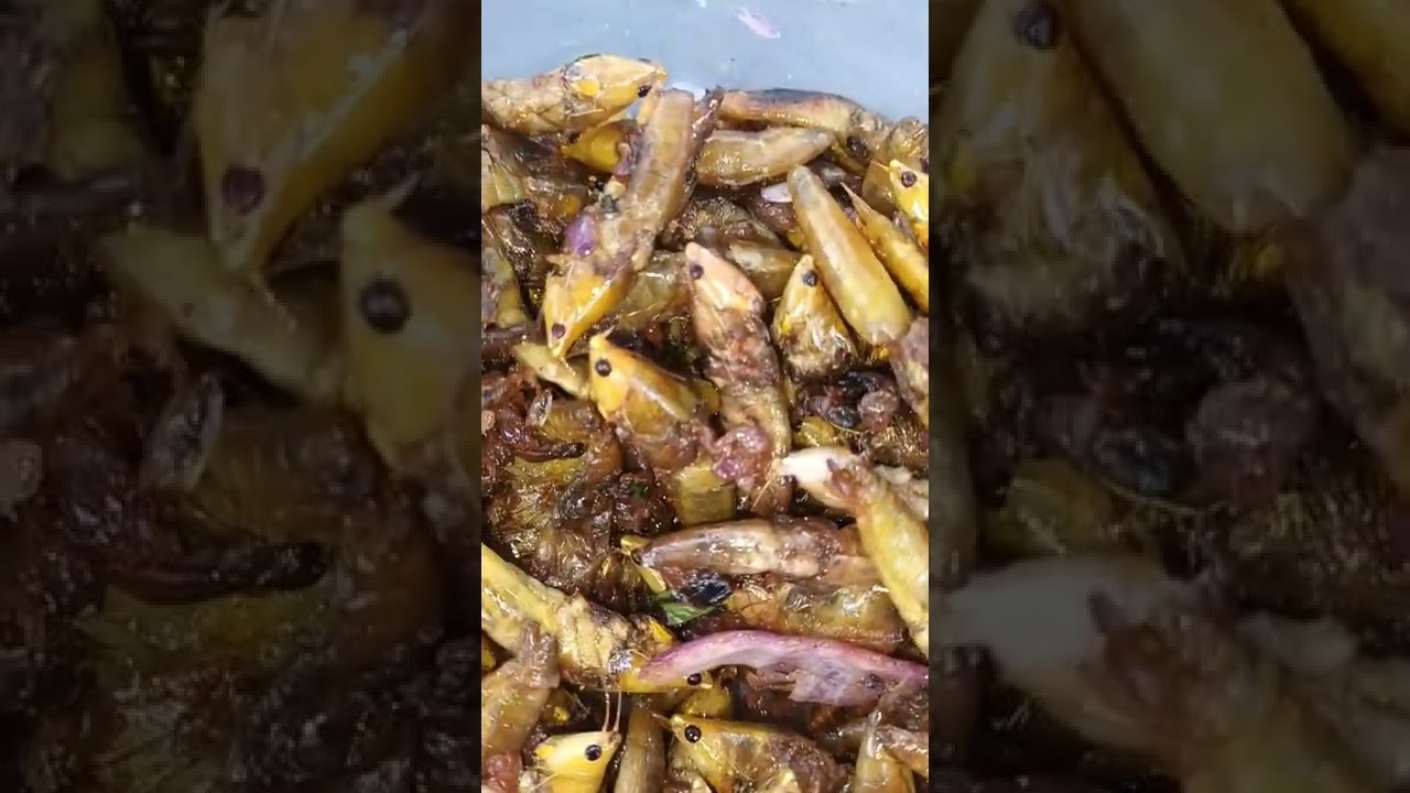 stirfried flying hoppers a nutritious and popular delicacy|insect based protein #viral #shorts