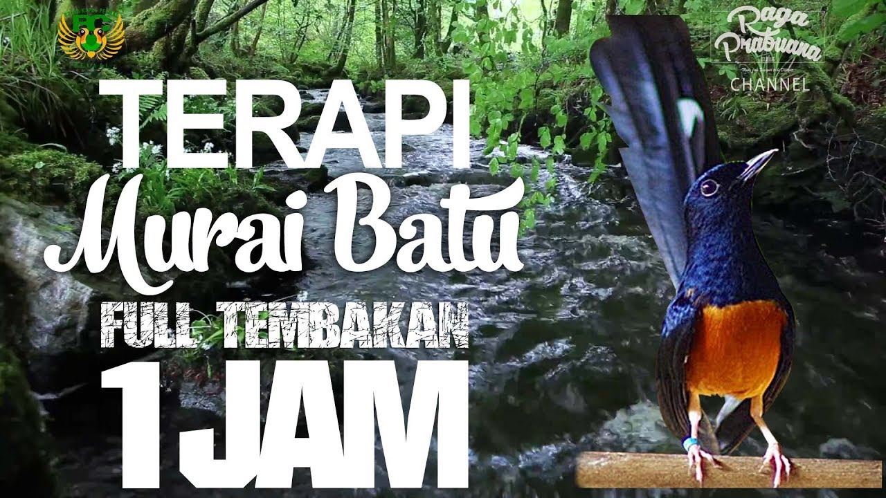 Terbaru Terapi Murai Batu suara Air mengalir Full Tembakan 1 Jam HD White Rumped