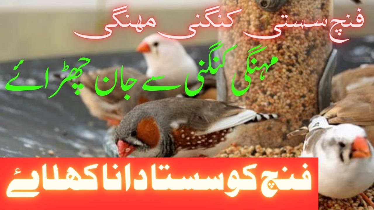 Finches Ki Sasti Khurak | Finch Sasti Dana Mahanga | Khubaib Pets
