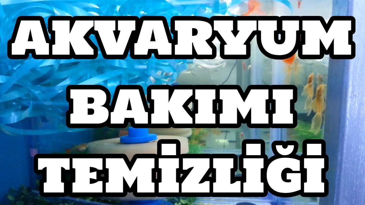 Akvaryum Bakımı ve Temizliği