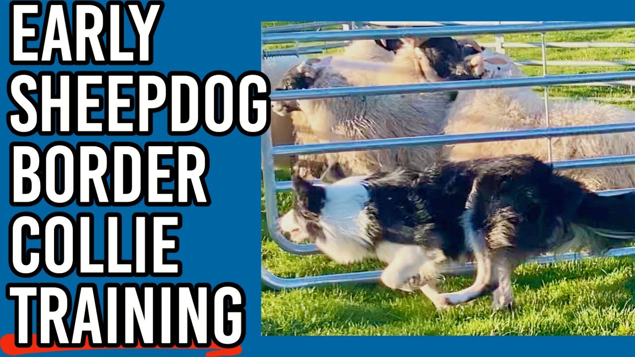 BORDER COLLIE sheepdog learns to herd SHEEP  | first lesson sheepdog school