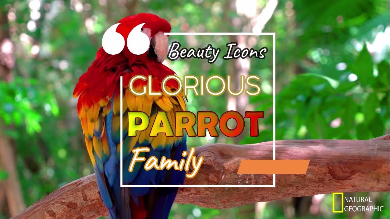 Most Beautiful Parrots in the World | Love Birds | Scarlet Macaw | Sun Parakeet | Cockatoo