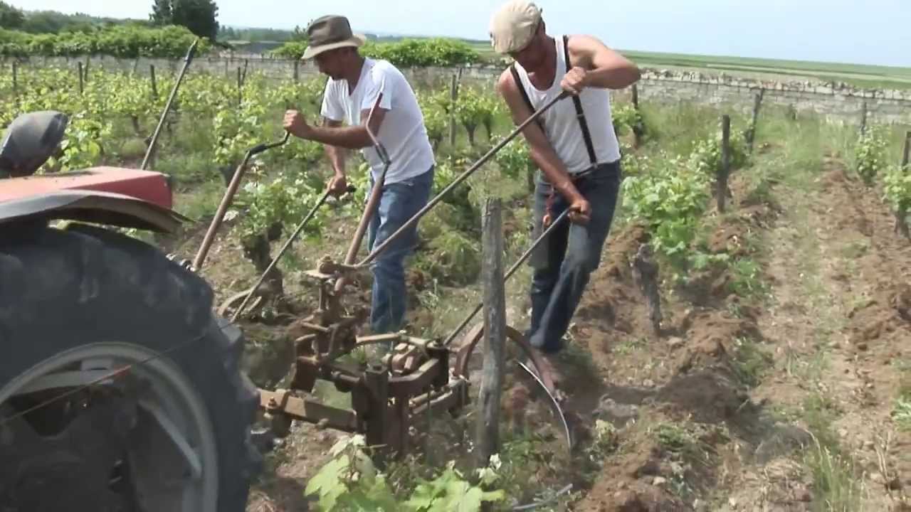 LABOUR DES VIGNES AU DOMAINE DU COLLIER by LOTEL DU VIN