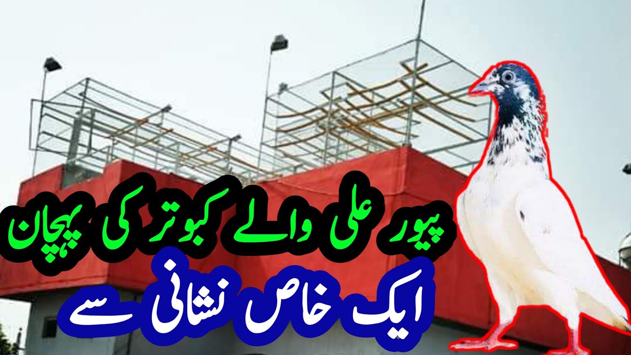 Pure Ali Walay Kabootar: The most amazing facts about Aliwalay Ka Bootar
