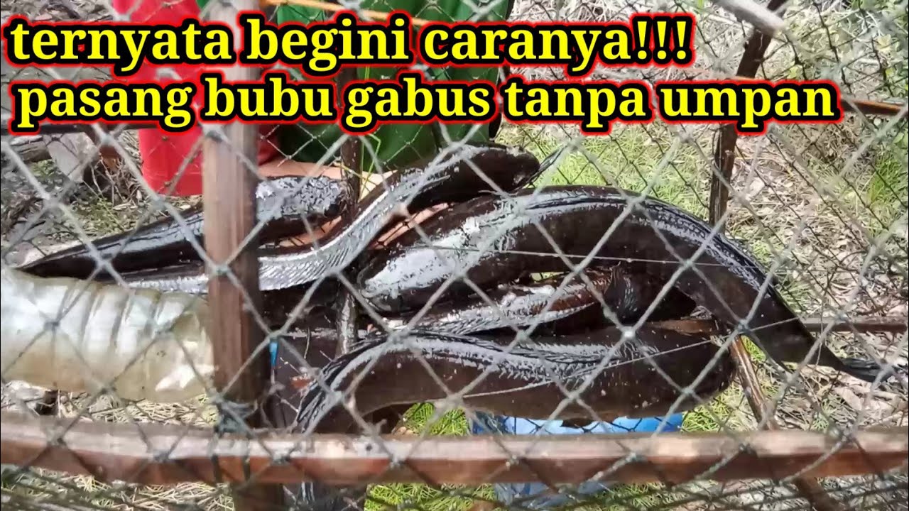 Teknik Pemasangan Bubu Gabus Tanpa Umpan Tapi Dapat Banyak Ikan @Hamdan Margono