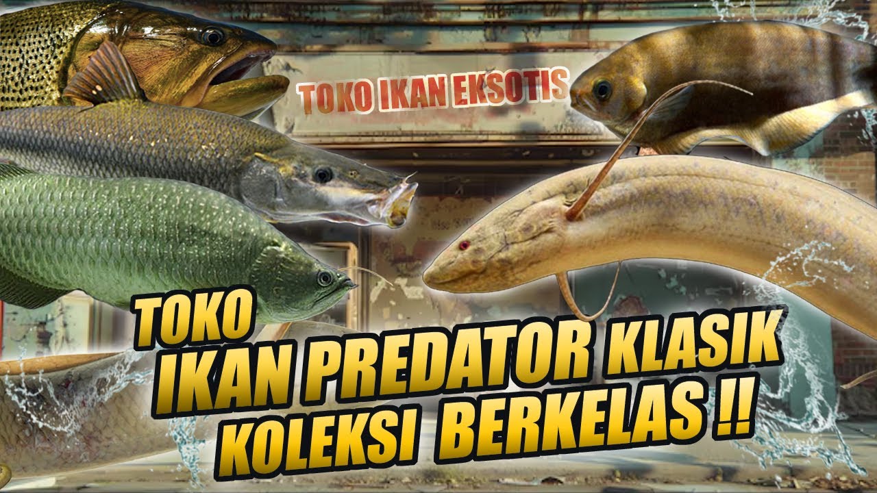 KOLEKSI BERKELAS !! TOKO IKAN PREDATOR KLASIK YANG BIKIN MATA PUAS BRO !