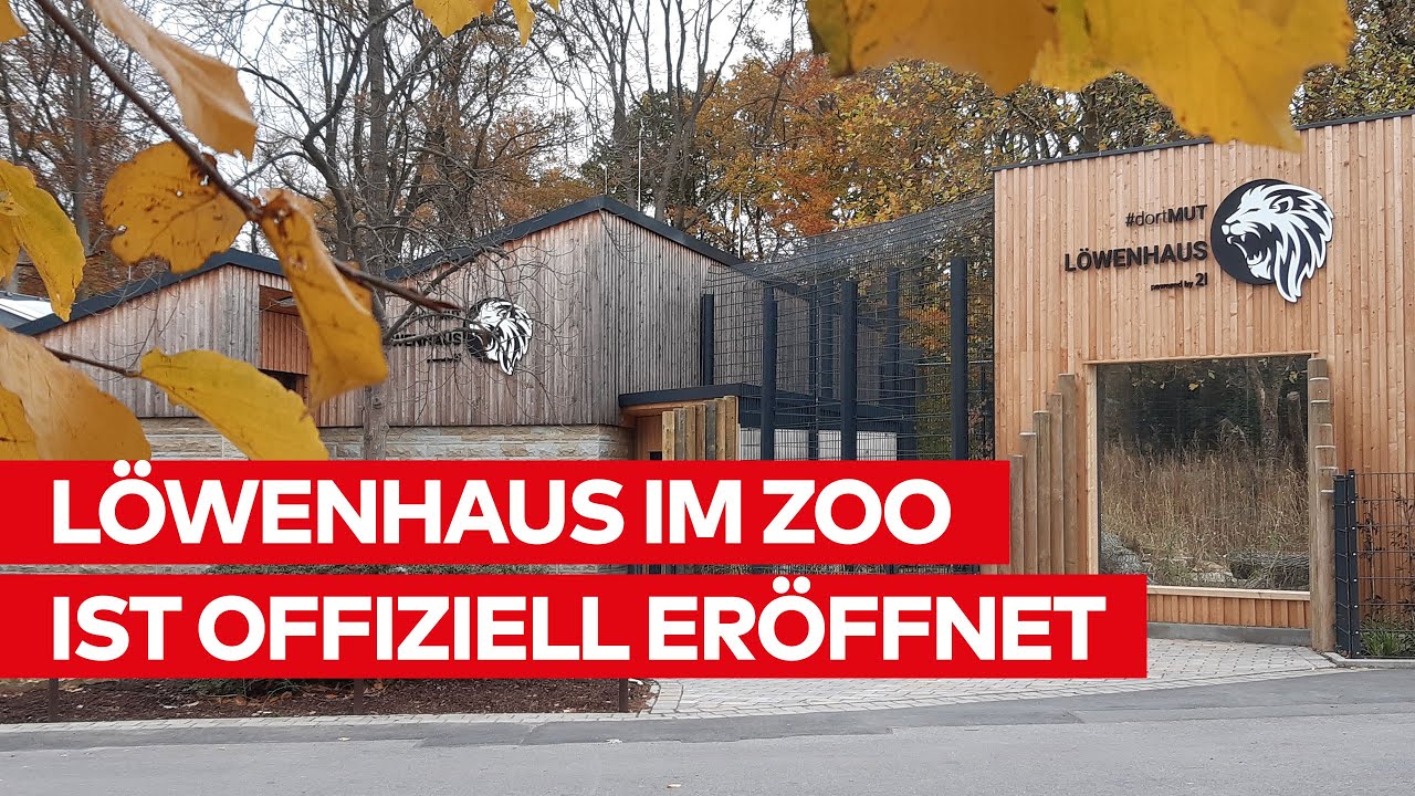 Löwenhaus im Zoo ist offiziell eröffnet