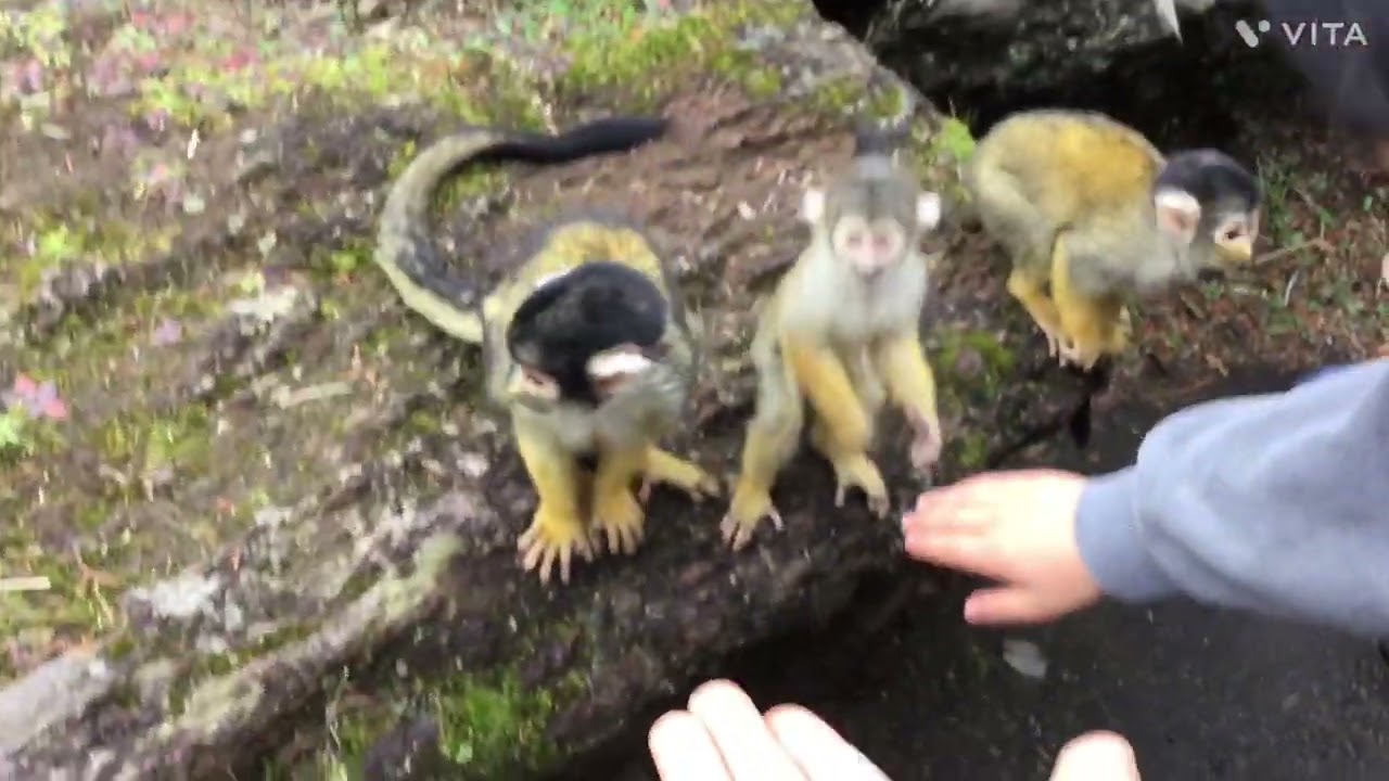 リスザルに餌やり