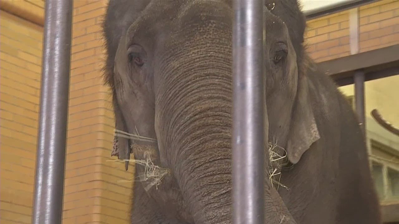 Buffalo Zoo's elephants moving to New Orleans zoo