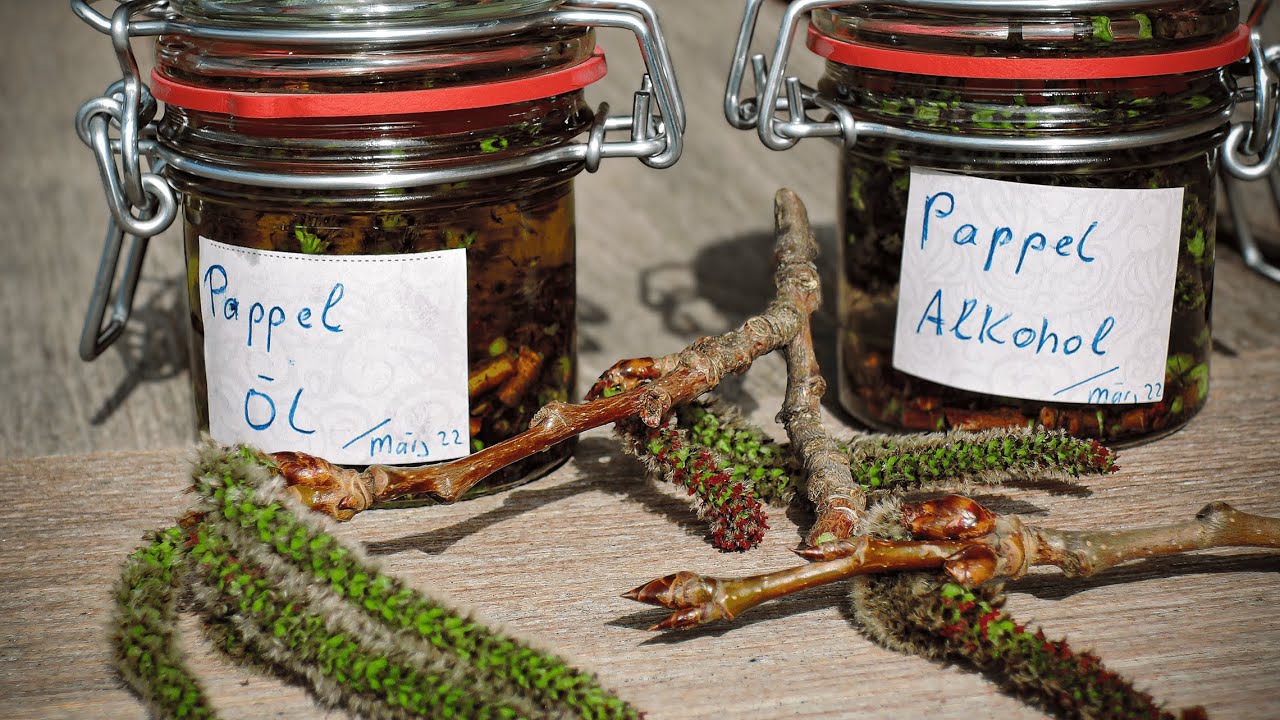 Die Pappel und ihre Heilwirkung | Teil 2