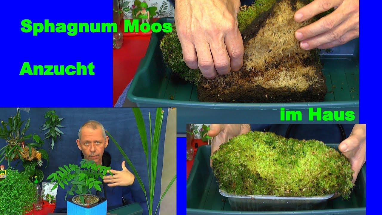 Sphagnum Moos kultivieren im Haus nächster Schritt Kurzfilm 3.01.2019 Test gelungen