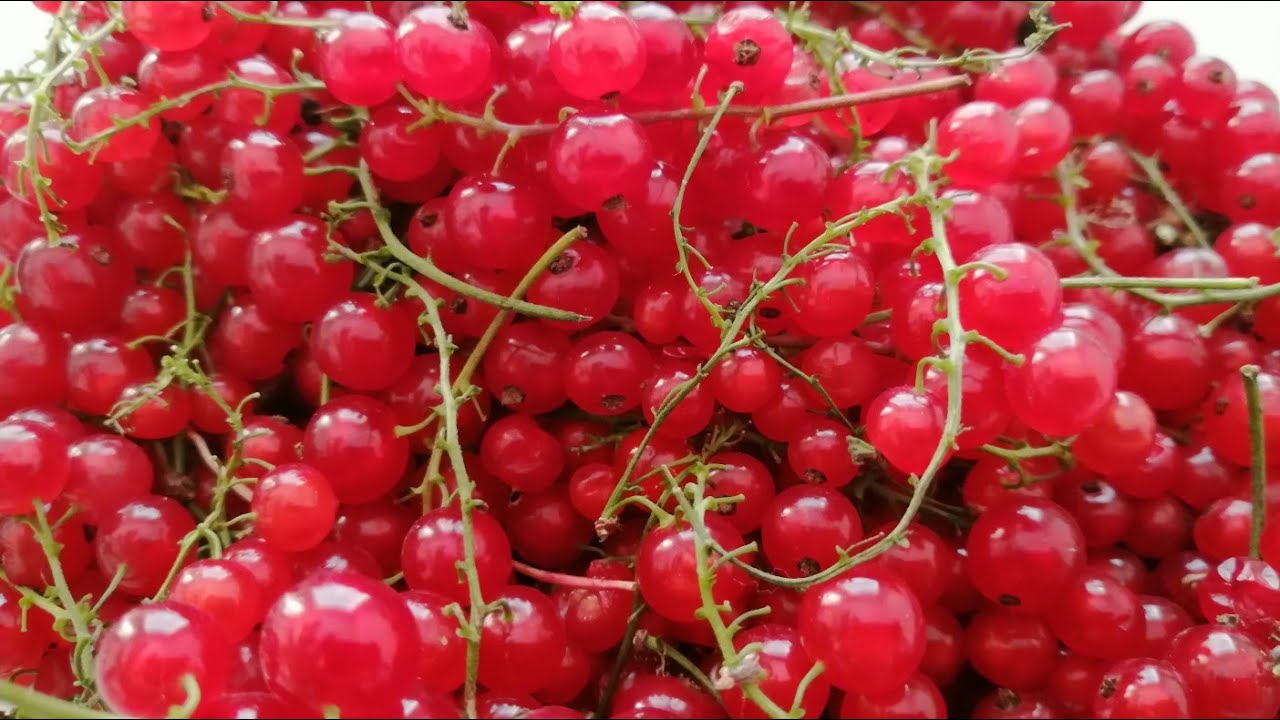 Qırmızı Qarağat mürəbbəsi necə hazırlanır