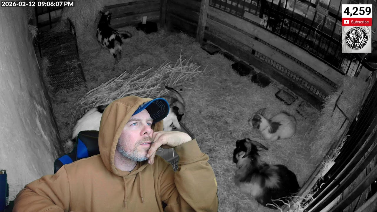 Live farm cams - SFF Thursday