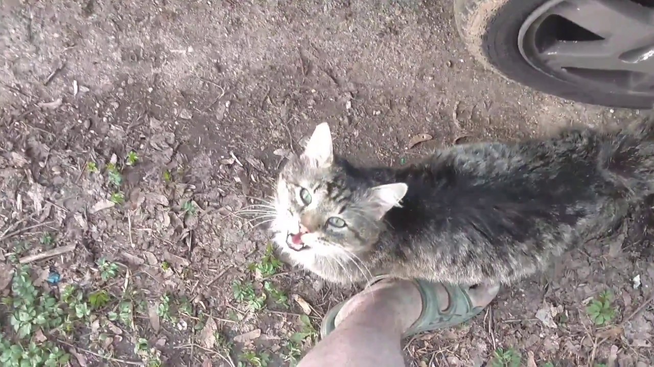 Распаковка и тест Краскопульта СТАВР КЭ-800