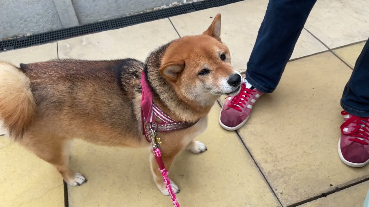 Shiba Inu rolls on dead rodent and gets a bath 🐀 🐶🤮 (crazy Zoomies)