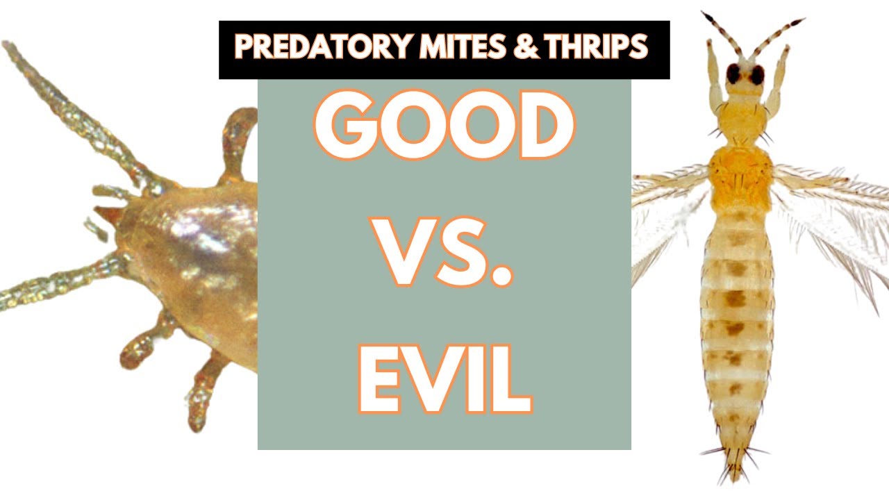 Predatory Mites & Orchid Thrips—Good vs. Evil