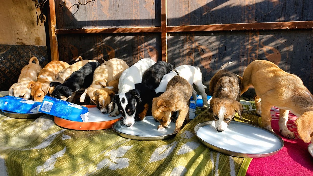 Feeding Hungry & Sick Abandoned Baby Puppies 🍼 | Emotional Puppy Rescue Story 💔🐶