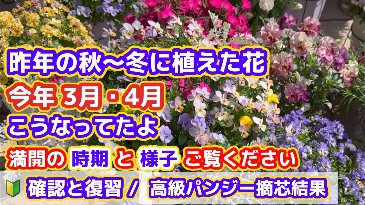 【現在（秋）植えてる花の３〜４月の様子】昨年の今頃植えた花の春の様子・復習
