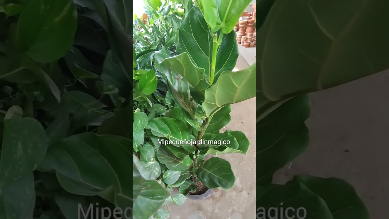 cuida tu ficus lyrata