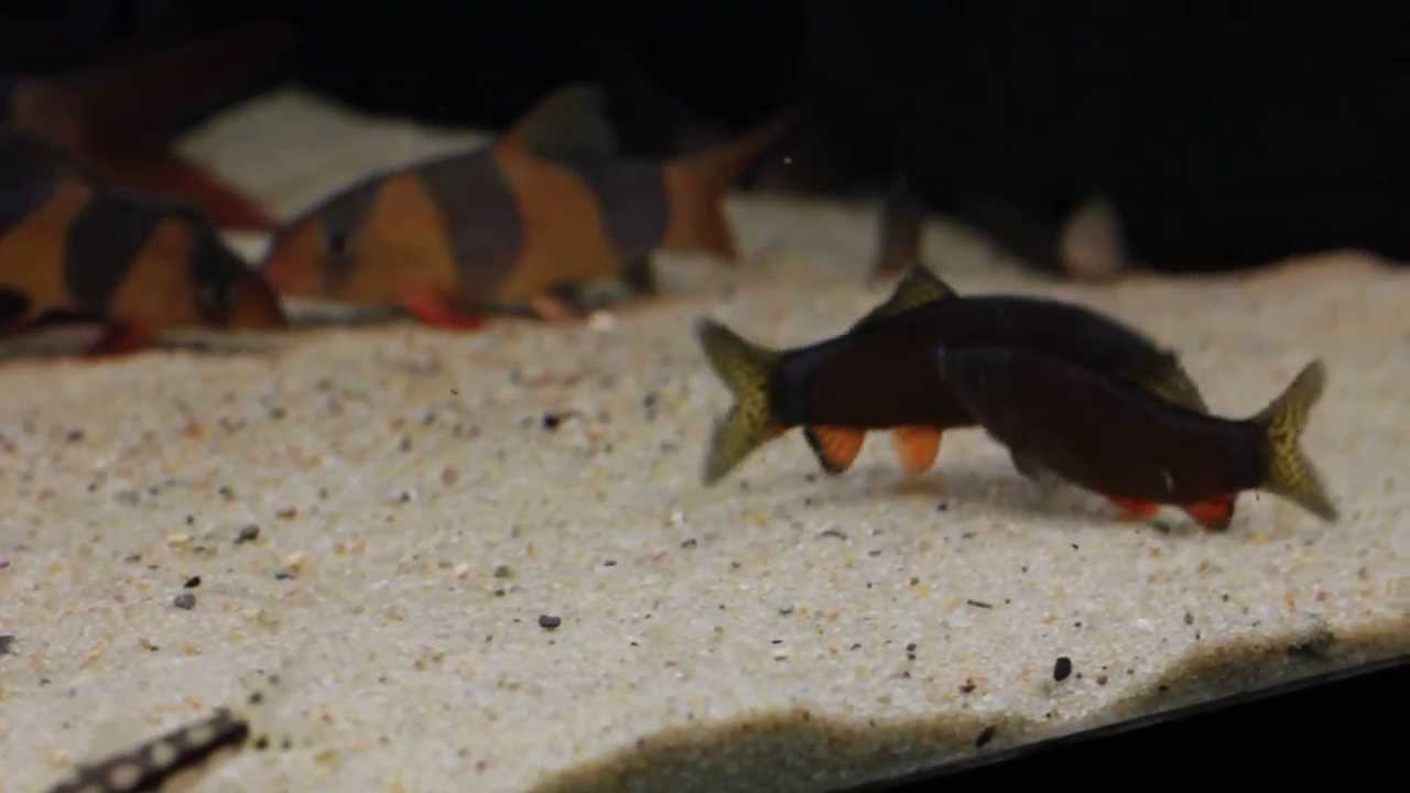 Yasuhikotakia morleti